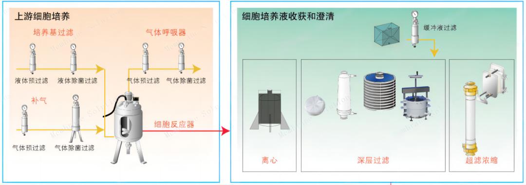 單克隆抗體上游細(xì)胞的培養(yǎng)過程	