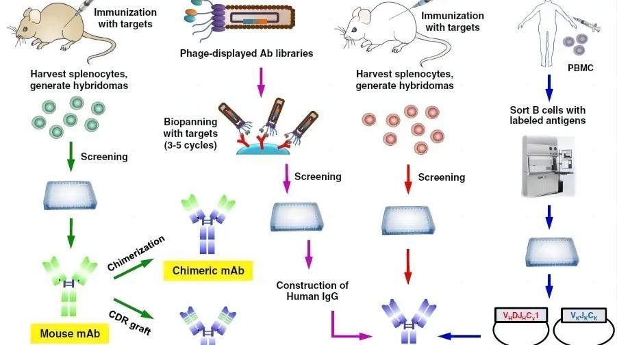 單克隆抗體開發(fā)的四個(gè)階段